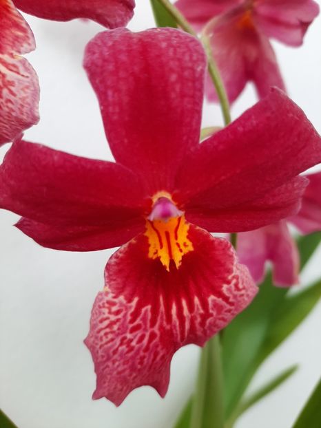 20200614_111733_resized - cambria