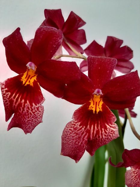 20200614_111744_resized - cambria