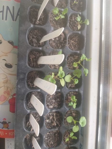  - Muscate seminte de colectie 2020