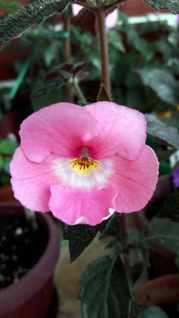  - RFs Tapatian Dress