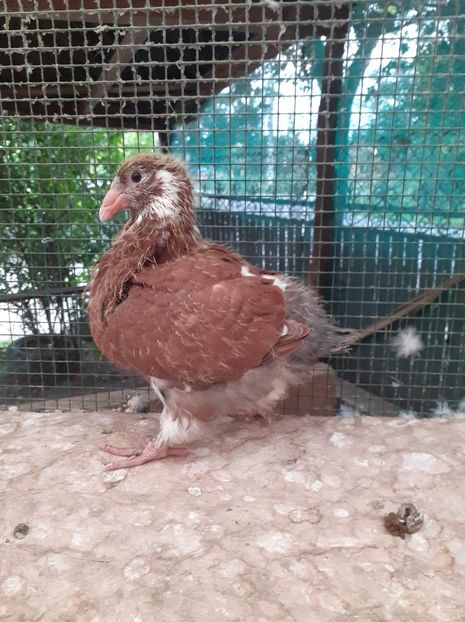 AGH - Tineret AGH 2020