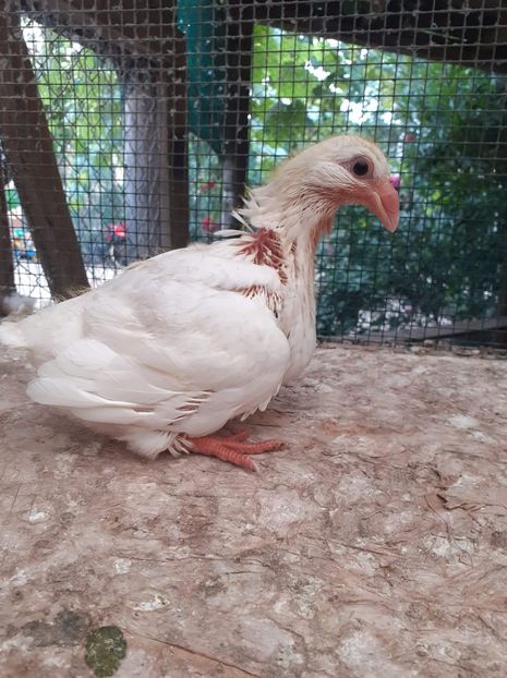 AGH - Tineret AGH 2020