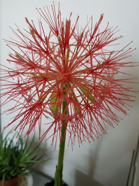 Crin scadoux - Allium 2020 21 22