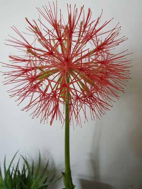  - Allium 2020 21 22