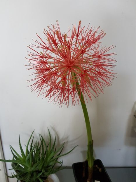  - Allium 2020 21 22