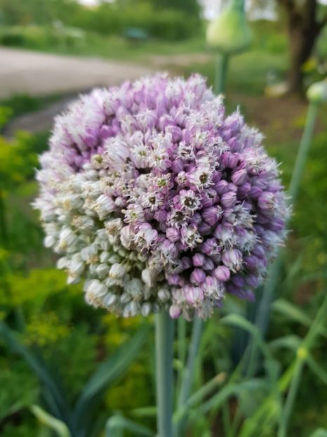 Praz - Allium 2020 21 22