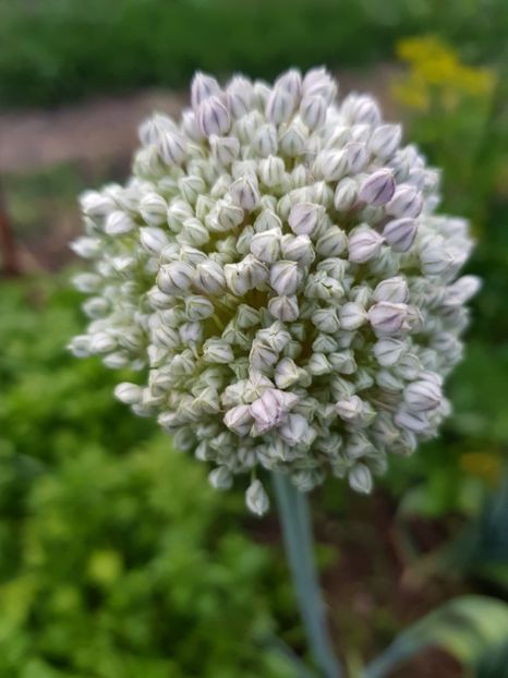  - Allium 2020 21 22