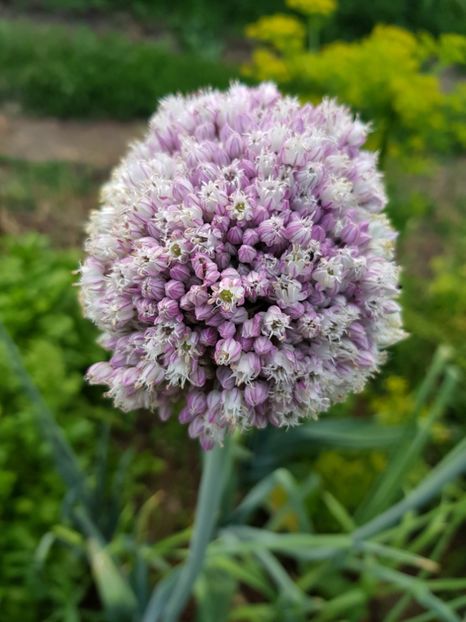  - Allium 2020 21 22