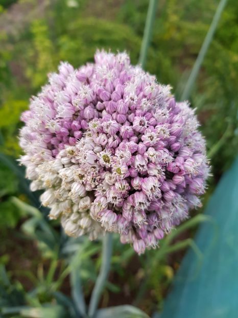 - Allium 2020 21 22