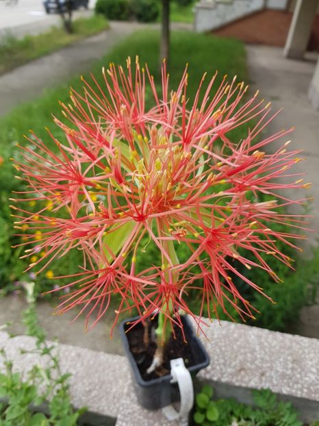  - Allium 2020 21 22