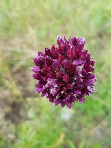  - Allium 2020 21 22
