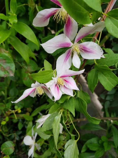  - Clematite 2020-2023