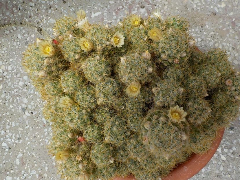  - mammillaria prolifera