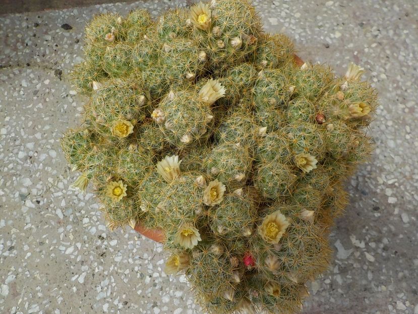  - mammillaria prolifera