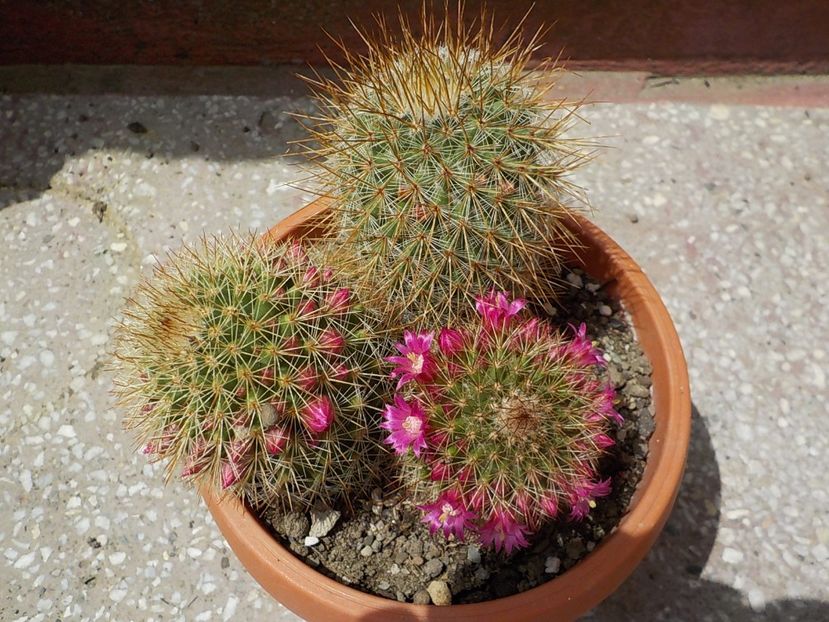  - mammillaria microhelia