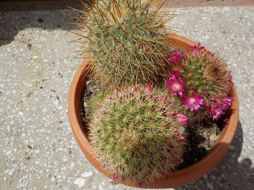  - mammillaria microhelia