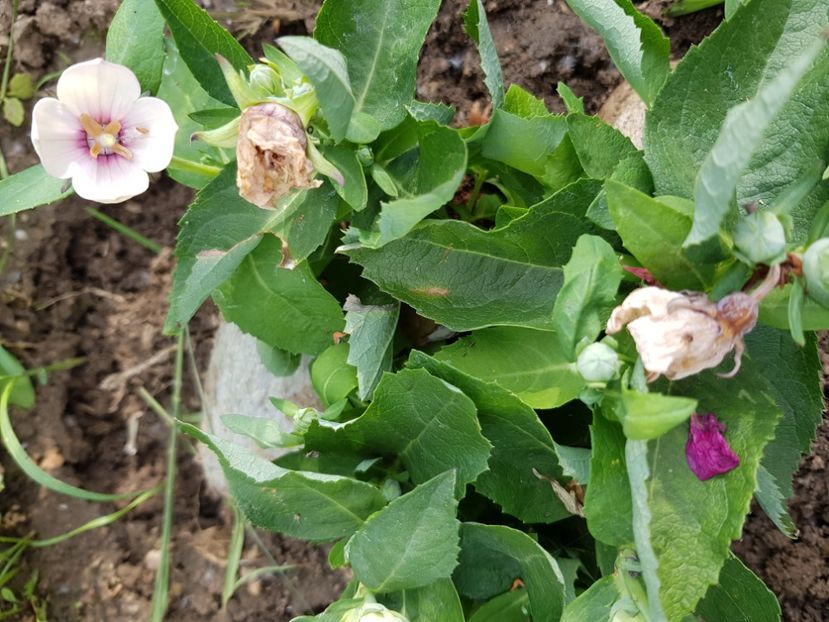 Penny - Platycodon floare balon