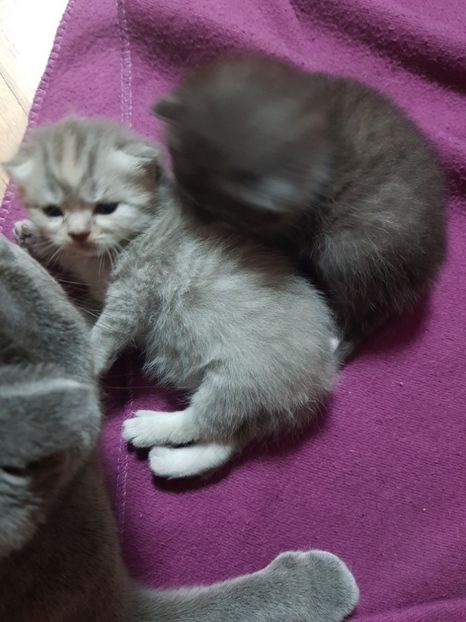  - Pisicute căței și altele