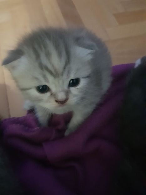  - Pisicute căței și altele