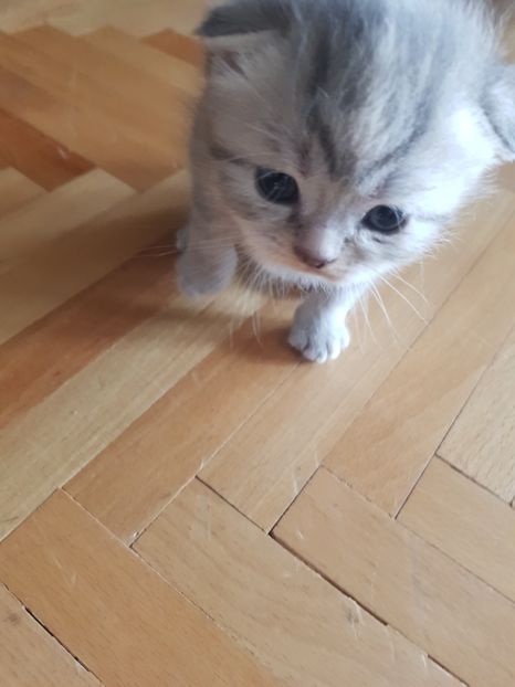  - Pisicute căței și altele