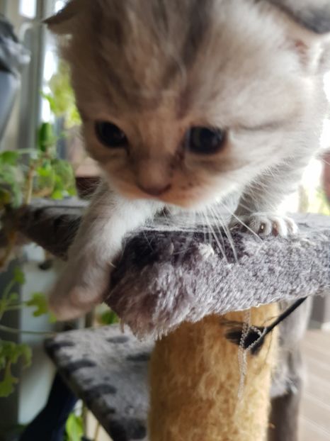  - Pisicute căței și altele