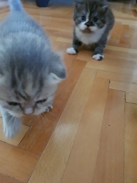  - Pisicute căței și altele