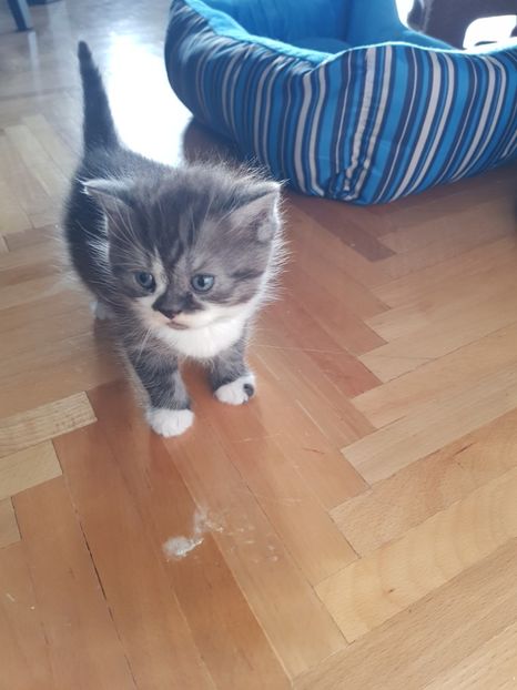  - Pisicute căței și altele