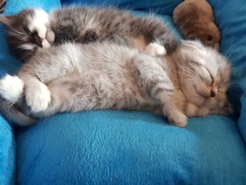  - Pisicute căței și altele