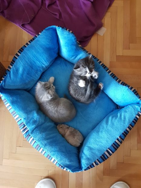  - Pisicute căței și altele