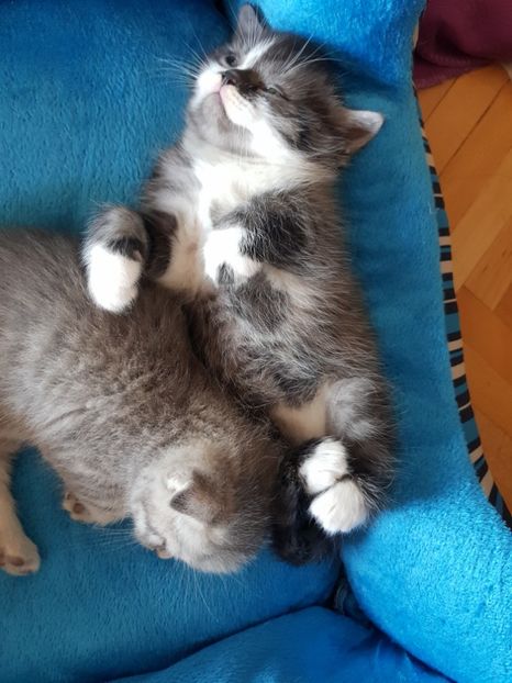  - Pisicute căței și altele