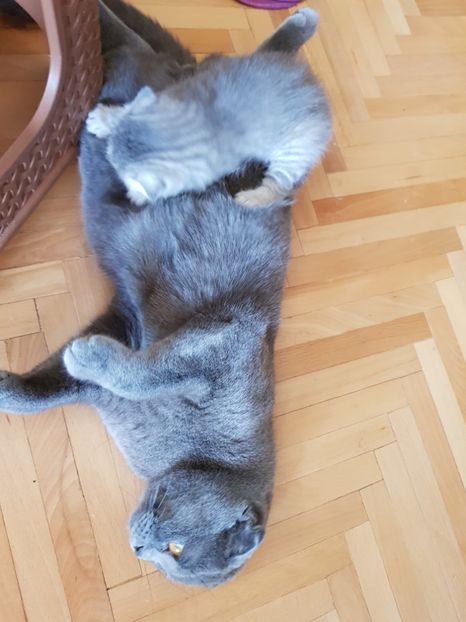  - Pisicute căței și altele