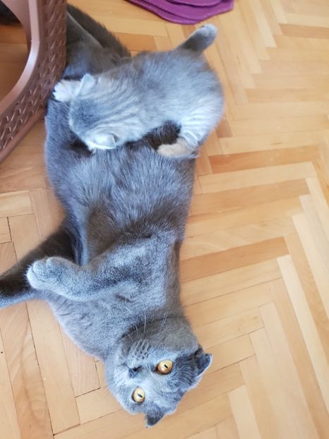 - Pisicute căței și altele