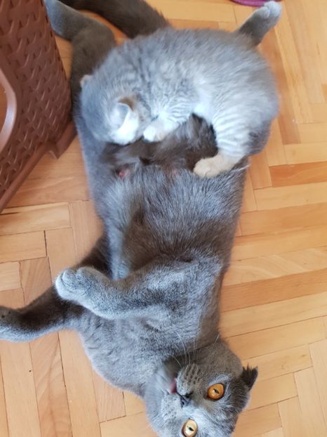  - Pisicute căței și altele