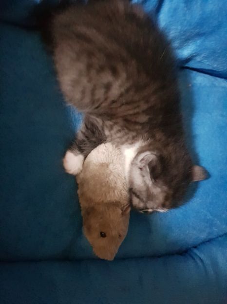  - Pisicute căței și altele