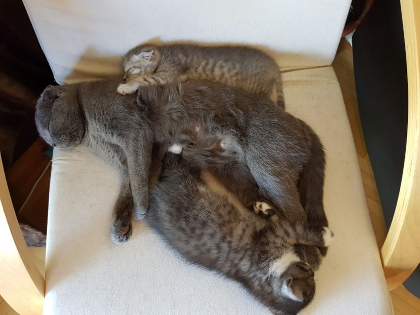  - Pisicute căței și altele