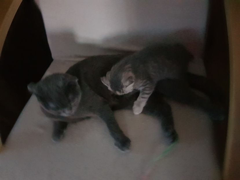  - Pisicute căței și altele