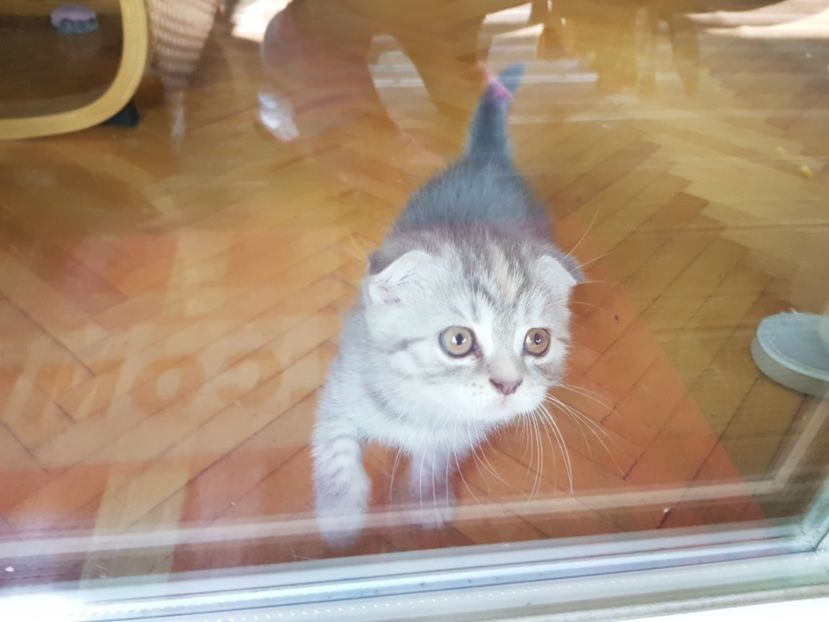  - Pisicute căței și altele