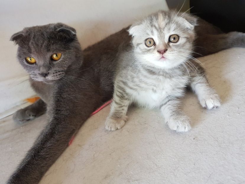  - Pisicute căței și altele