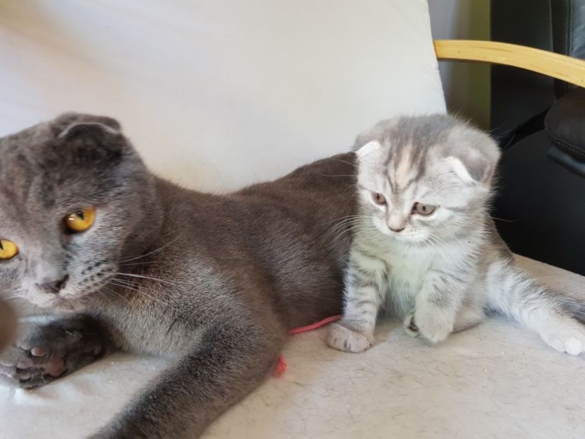 - Pisicute căței și altele