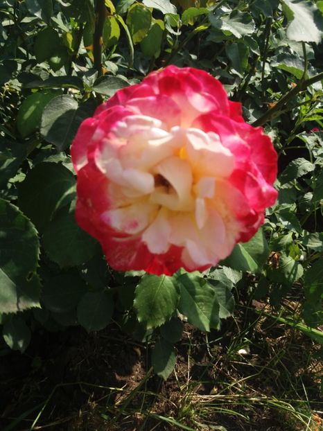  - Trandafiri 2020 G2