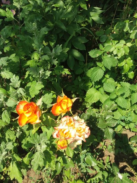  - Trandafiri 2020 G2