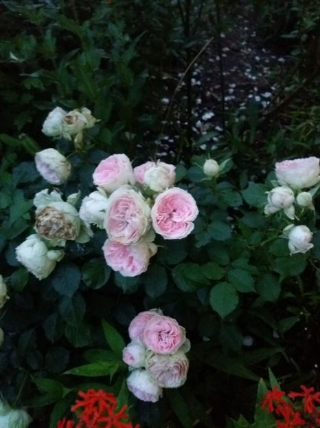  - Trandafiri 2020 G2