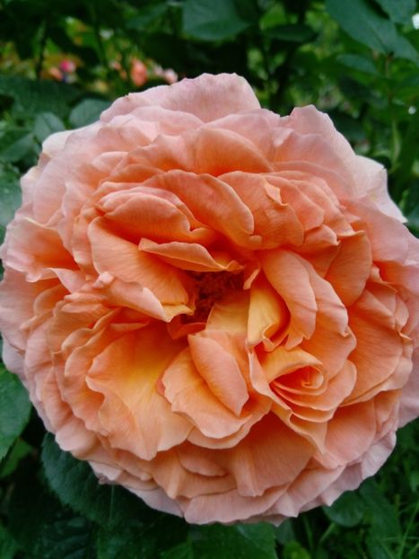 14 iunie - Trandafiri 2020