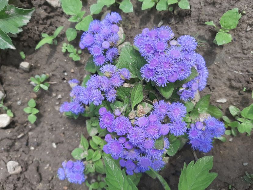  - La țară în iunie 2020