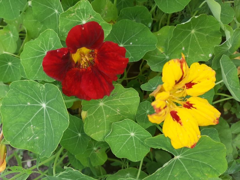  - La țară în iunie 2020