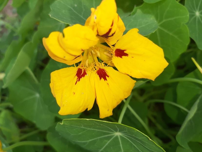  - La țară în iunie 2020