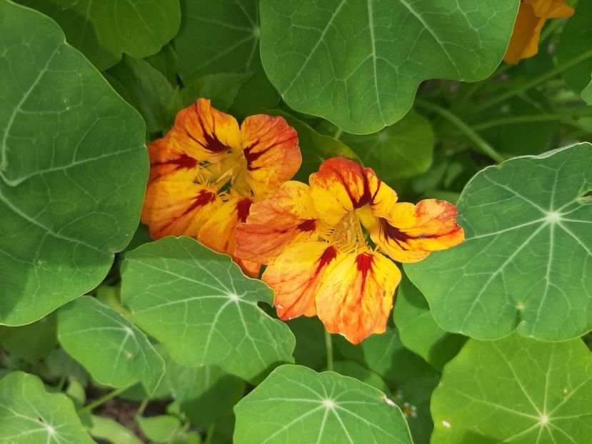  - La țară în iunie 2020