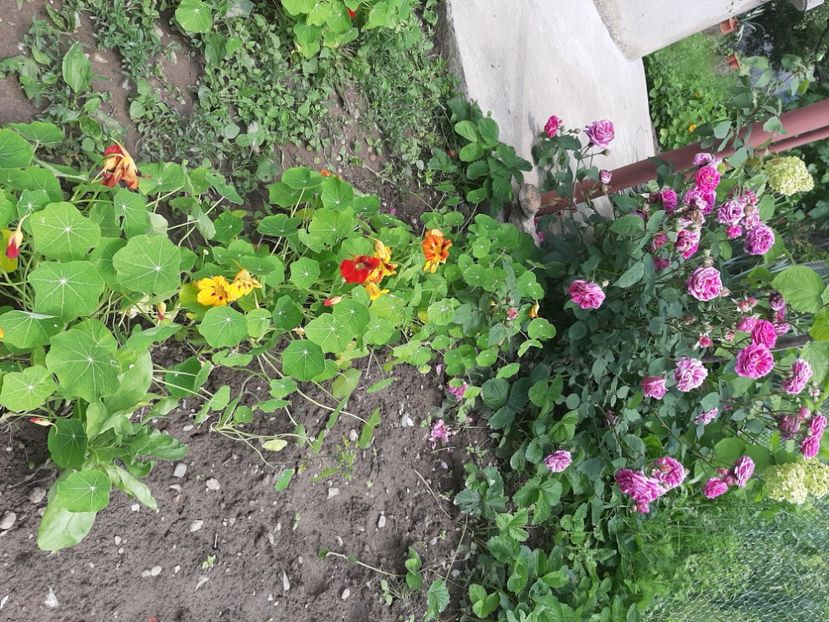  - La țară în iunie 2020