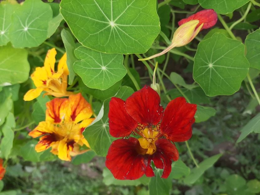  - La țară în iunie 2020