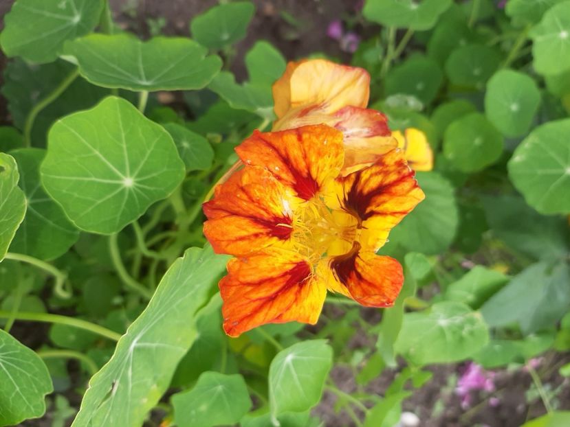  - La țară în iunie 2020